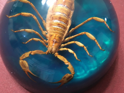 Vintage Monster Scorpion In Plastic Paperweight, 3-3/4