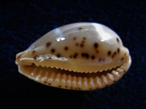 Seashell Cypraea lutea 18-19 mm gema/F++ - Imagen 2 de 3