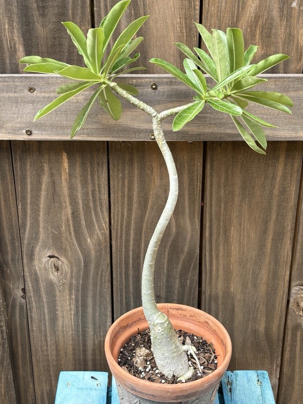 Adenium somalense Live Plant.plant Pictured Is Plant You Will Receive. RARE! 20”