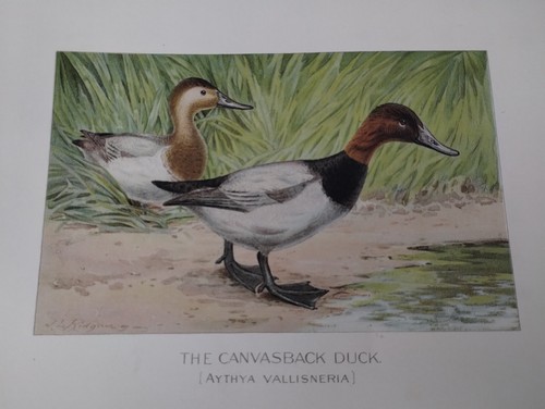 7 Original Antique Prints Denton Fuertes & Others Ducks Deer Birds & More - Picture 11 of 24