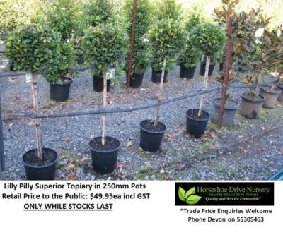 Lilly Pilly Syzygium Superior Psyllid Free Topiary Feature Plant Lilly Pilly Syzygium Superior Psyllid Free Topiary Feature Plant