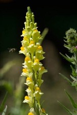 Wild Flower - Common Toadflax - Linaria vulgaris - 1g - Large 9750.00 per kilo