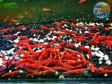 20 +2  Fire Red  Cherry - Freshwater Neocaridina Aquarium Shrimp. Live Guarantee