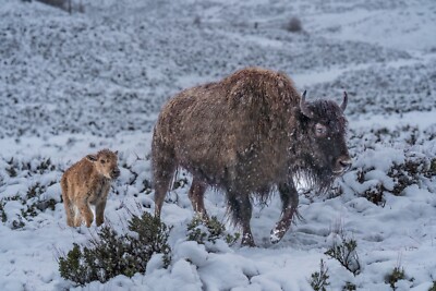 ''Perseverance'' Bison Wildlife Photograph Yellowstone National Park 2022