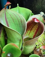 Heliamphora minor, Tropical Carnivorous Marsh Pitcher Plant Species