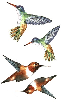 Hummingbirds 4 pcs 2 Inch and 2.75 Inch Overglaze Ceramic Waterslide ...