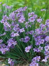 Sisyrinchium Blue HP, Sow Seeds in Cooler Weather for Bees+Cut Flowers 50 Seeds