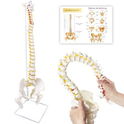 Spine Model, 34.6in Life Size Spinal Cord Model with Vertebrae, Nerves, Arteries