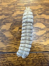 Whopper South Texas Diamondback Rattle