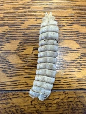 Whopper South Texas Diamondback Rattle