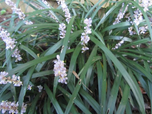 10+ plants Royal Purple Liriope ,Monkey grass,Lilyturf, Evergreen groundcover