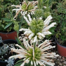 WHITE LION'S TAIL - Leonotis leonurus Alba 10+ seeds E 351