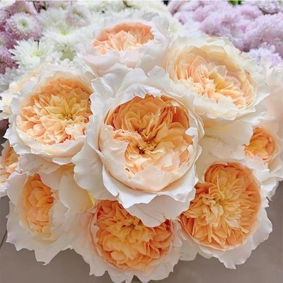 Effie Shrub Rose - Cream Yellow Color - 1 Gallon Plant With tea Aroma