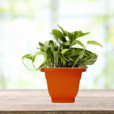 Blumenkasten & Untersetzer 20 cm x 20 cm Krutertopf, Balkon , Terrasse,  Garten 8010059057209 | eBay.de