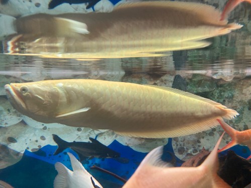 Freshwater Albino Sliver Arowana 