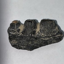 Beautiful Mosasaur Jaw Texas 