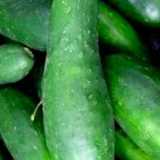 Ashley Cucumber Seeds | Heirloom Cucumber Seeds | Fresh NON-GMO Garden Seeds
