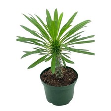 Madagascar Palm Pachypodium Lamerei 6 inch