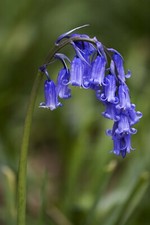 English Bluebell Seeds 100