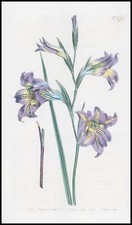 1808 CURTIS Botanical GLADIOLUS RECURVUS Corn Flag Pl 578 (CB9/156)