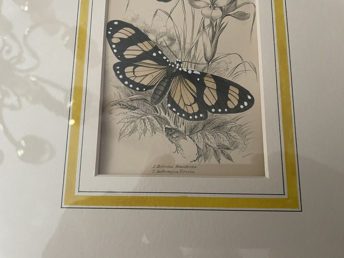 Antique Framed Hand-Colored BUTTERFLY PRINT -Artist William