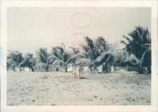 1950s  Karachi Pakistan Grove of Palms 3.5x2.5