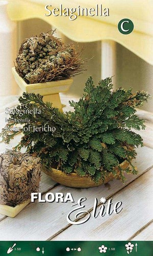 ROSA DI JERICHO 9 PIANTE jerico gericho gerico salaginella lwpidophylla deserto - Imagen 5 de 5