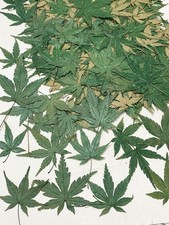 12 pcs Green Maple Leaf Real Natural Dried Pressed Flowers for Resin Scrapboo...