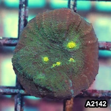 Item#A2142IN2142(S) WYSIWYG Aussie Ultra Chalice Frag