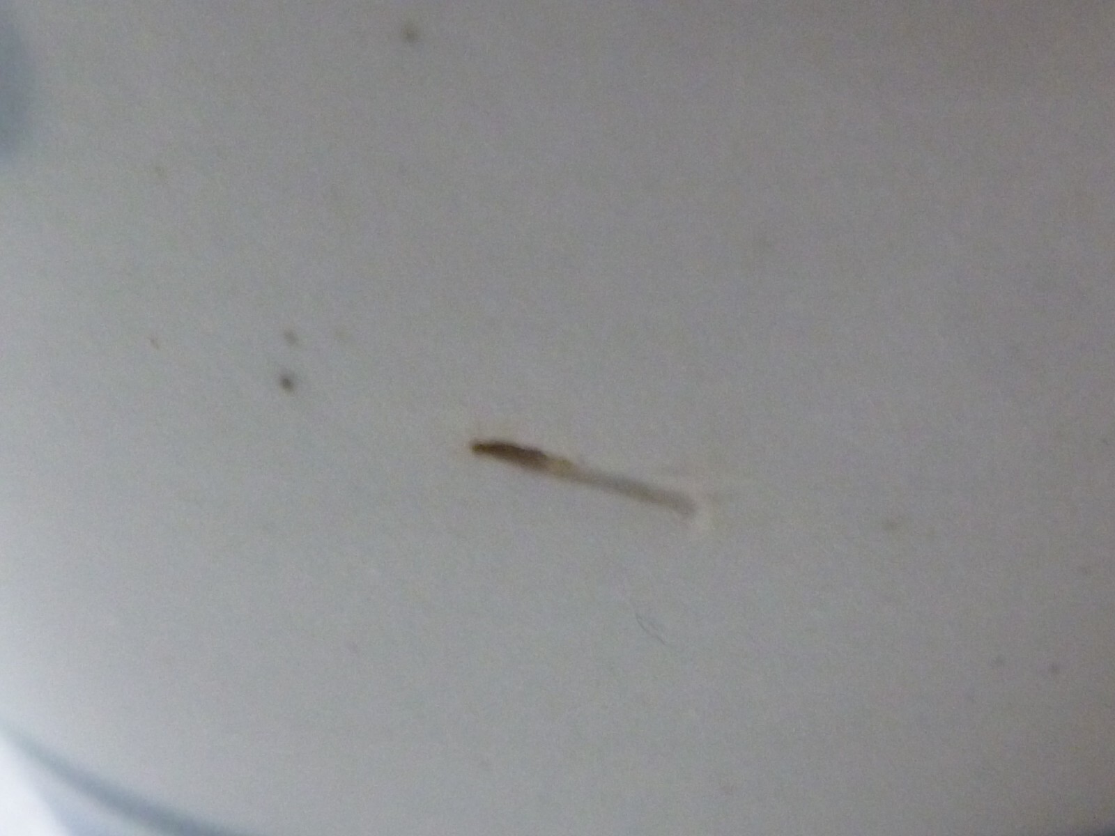 Picture 7 of 10