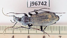 j96742. Insects, Carabidae sp. Vietnam North