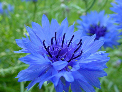 #ad Tall Blue Bachelor Button Cornflower Seeds Free Shipping $34.95
