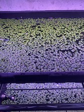 Live Giant Duckweed, Spirodela Polyrhiza, Cover Your Fish Tank and Reduce Algae