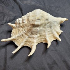 Big Beautiful White Conch Shell Perfect For Beach Themes Decoration