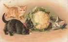 CATS - cats and cabbage flower, 1900 illustrated card (1002)