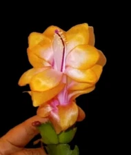 2 CUTTINGS !! ( NOT PLANT) BRUXAS BRAZIL Thanksgiving/ Christmas  Cactus.