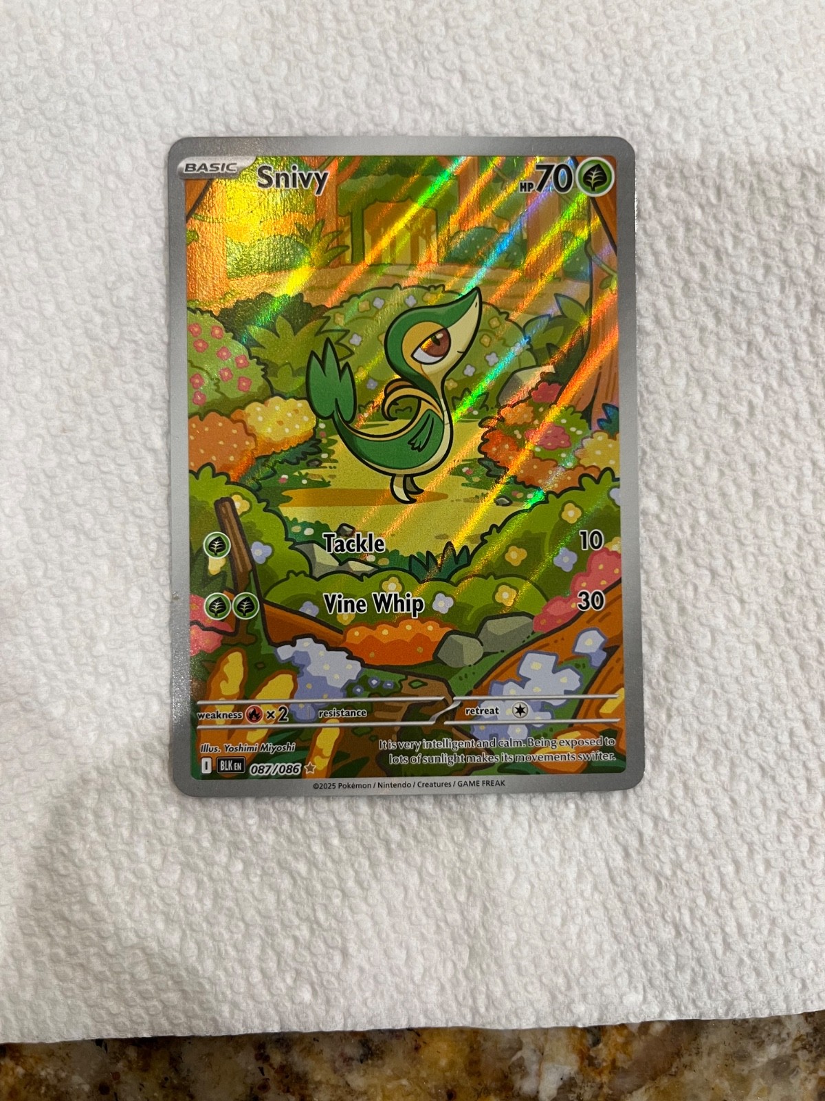 shiny snivy pokemon card Jumbo _____'S Promo Large Sized! Toys Encased in a durable acrylic holder to highlight the vibrant artwork of this fan Snivy Fates Collide (Pokmon)