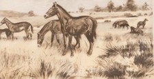 Nebraska & So. Dakota Oligocene horse MESOHIPPUS Sepia by Z Burian 1963 VF 9x13"