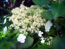 Hydrangea petiolaris climbing wall shrub white flowers 2 litre pot