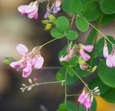 100+ LESPEDEZA BICOLOR Seeds *Free Shipping!* Shrubby Bush Clover Flower Seeds
