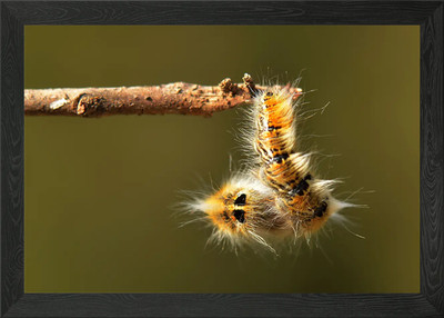Gerahmtes Wandbild Raupe Poster Leinwanddruck Bild