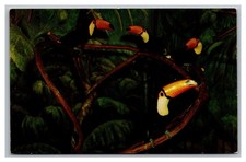 Cincinnati Ohio OH Toco Toucans Zoological Gardens Chrome Postcard