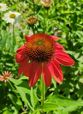 Dark Deep Red Cheyenne Spirit Coneflower 30+ Seeds Echinacea Farm Fresh |  eBay