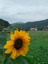 SEMI GIRASOLE DOPPIO NANO GIGANTE GIALLO BLUMEN SEMI GIRASOLE DOPPIO NANO GIGANTE GIALLO BLUMEN