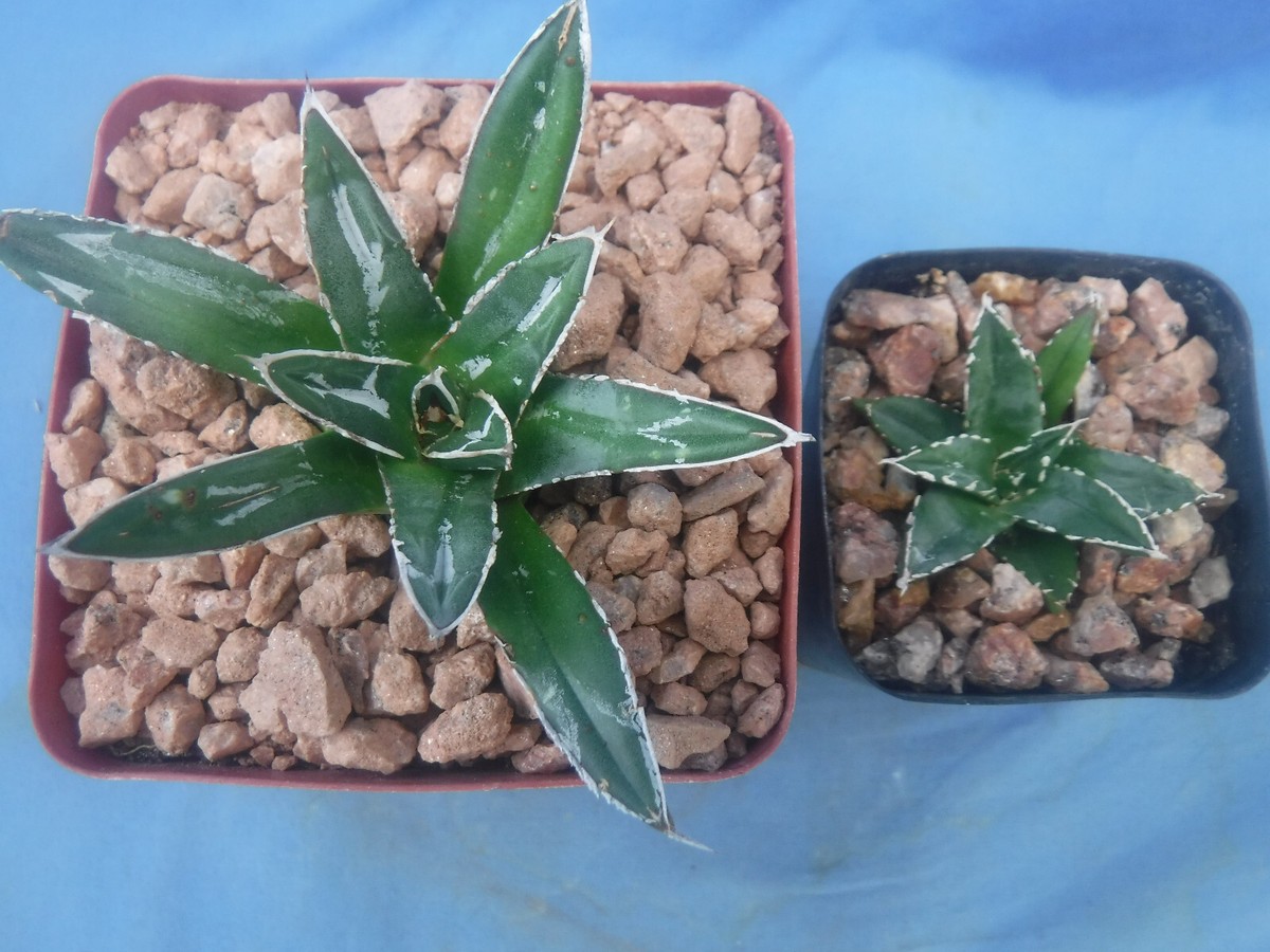 black pine tree bonsai Japanese Black Pine Seedlings - 2 Sizes main image 0