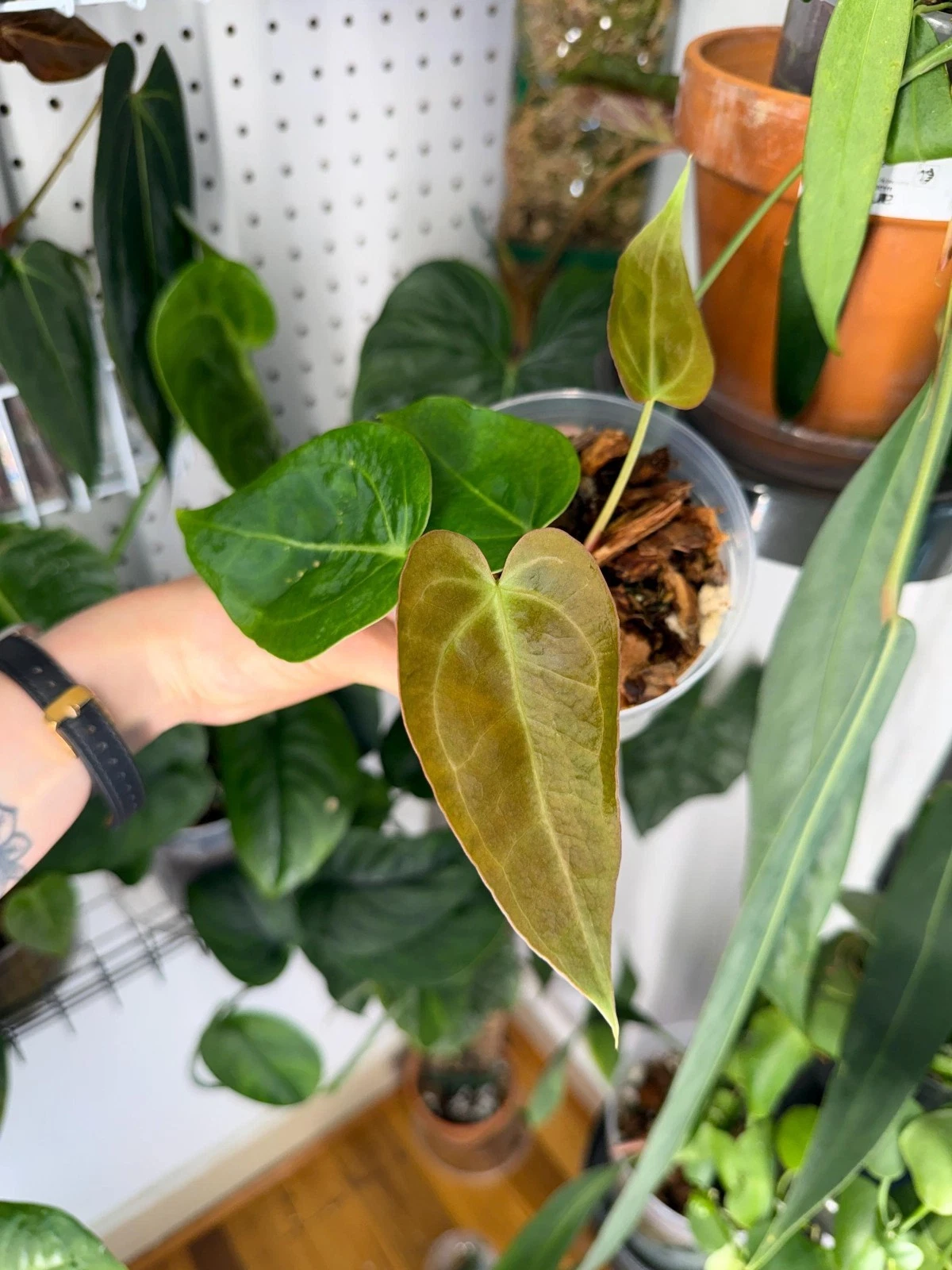 Anthurium Crystallinum Hybrid - Exact Plant - 5” Pot
Opens in a new window or tab
