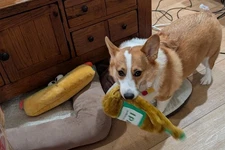 Zippy Paws IPA and Stout Crushers New, Light Brown & Dark Brown