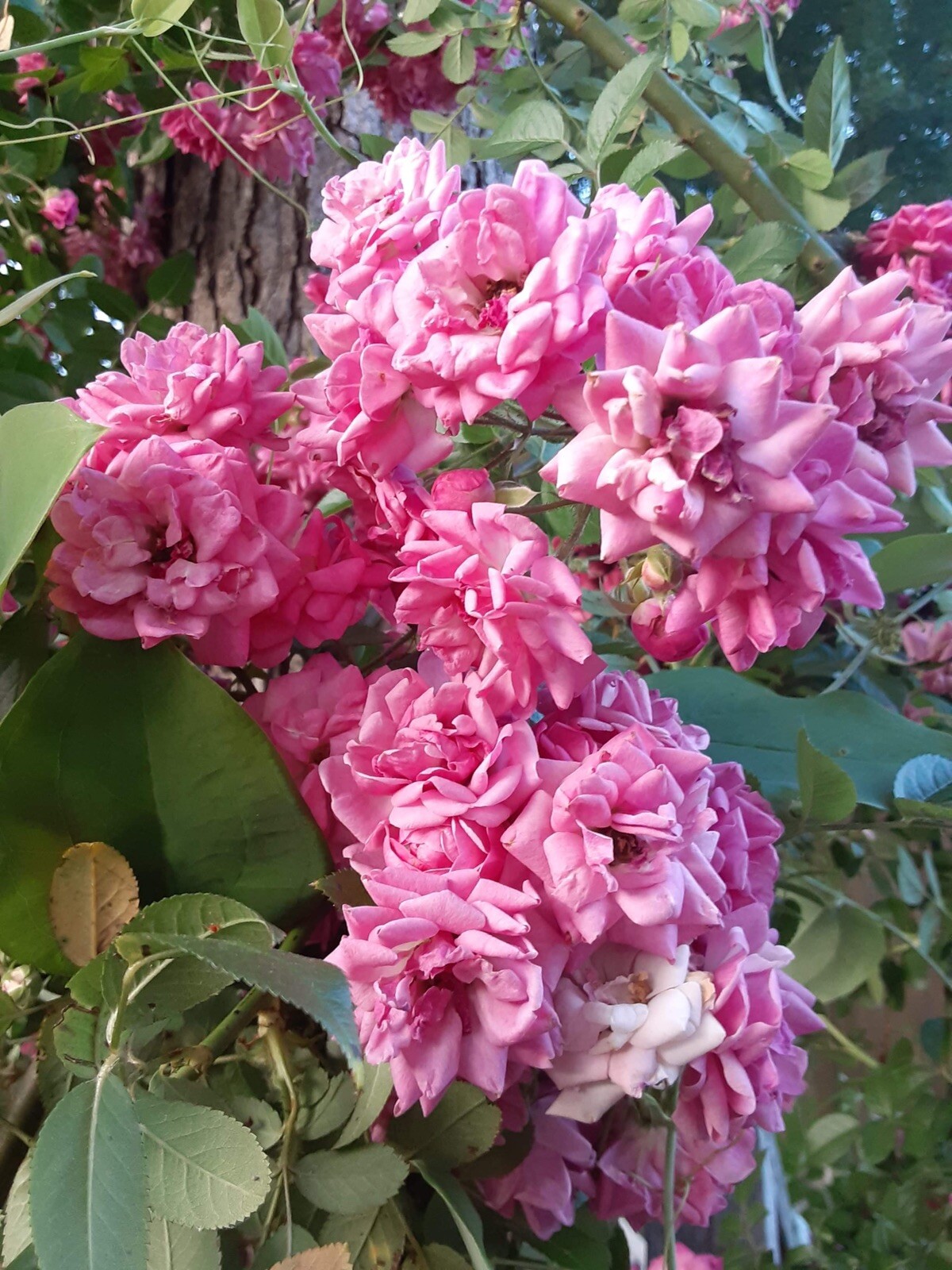 French Rose Cuttings (4)