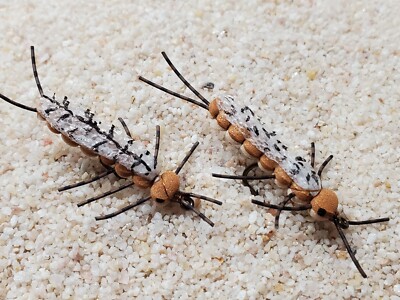 Stonefly Fishing Flies