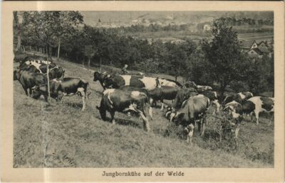 Old postcard Bad Sobernheim youngborn cow on the pasture GERMANY (1162085)
